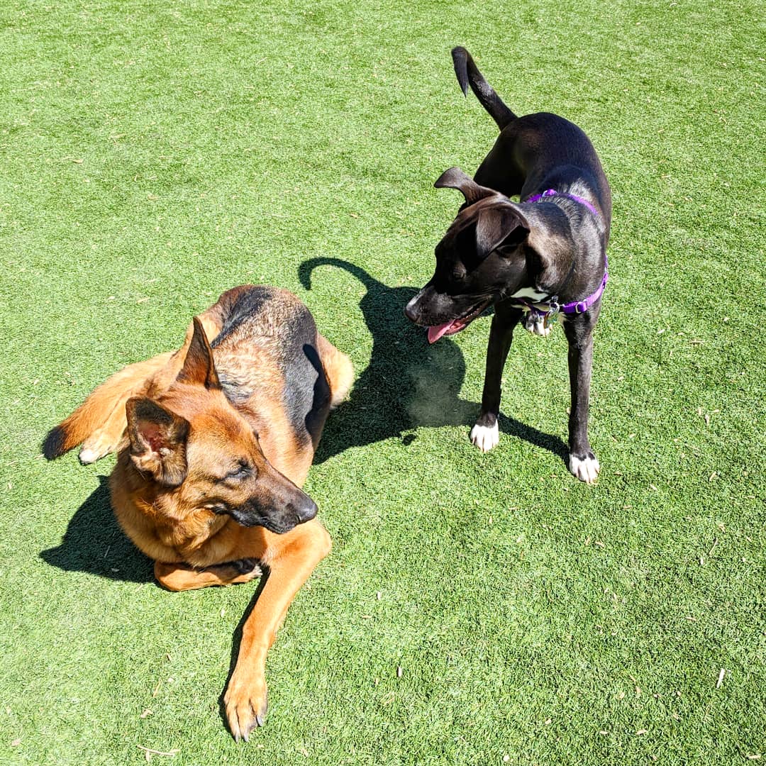 Two dogs chilling on Perfect Turf PetGrass in Bark Park Dog Park.