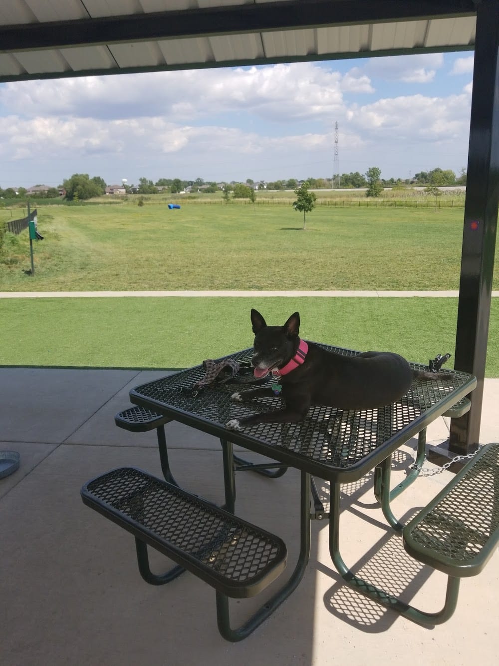 A small dog enjoying the view of PetGrass at Canine Campus Dog Park.