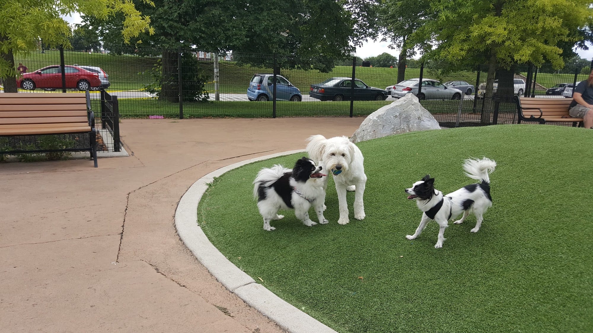 Three dogs playing on Perfect Turf PetGrass at the Patterson Dog Park in Baltimore MD.
